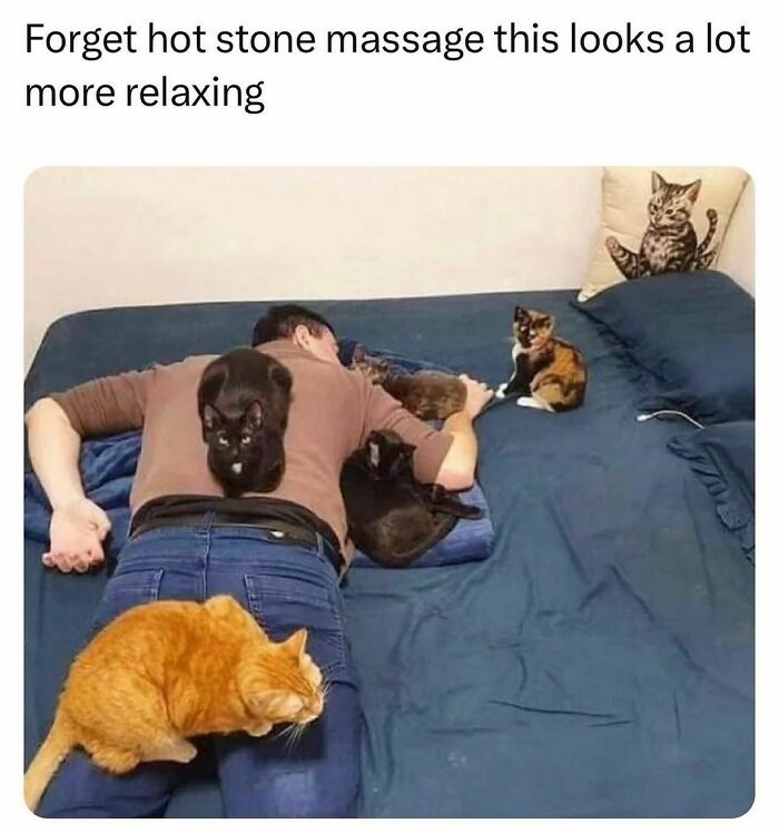 The-Odd-Cat-Sanctuary-Memes