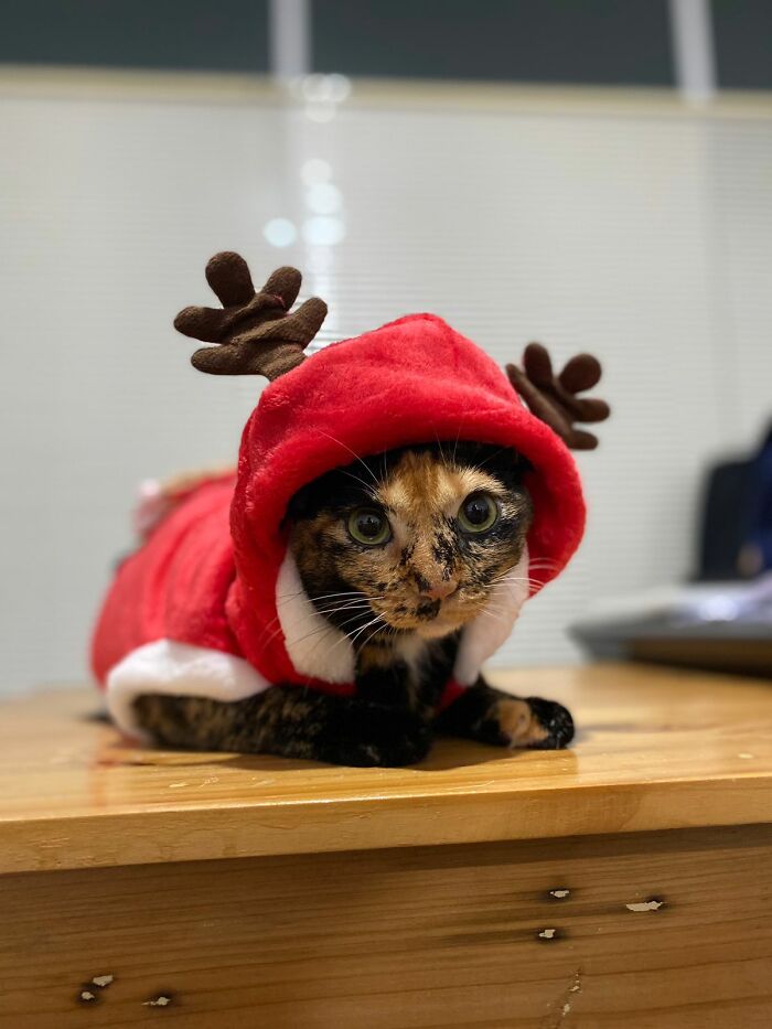 Our Office Supervisor Playing Reindeer This Year