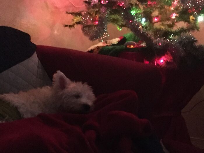 My Mom’s Wonderful Westie Waiting For Santa. They Are Together In Heaven Now
