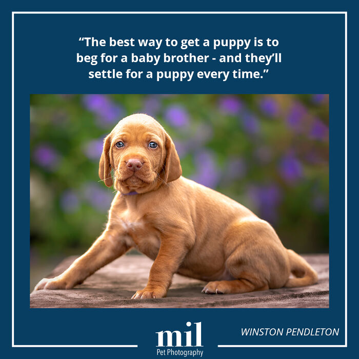 Winston Pendleton - "The Best Way To Get A Puppy Is To Beg For A Baby Brother - And They'll Settle For A Puppy Every Time"