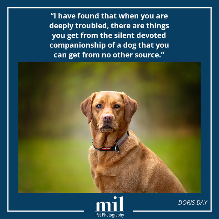 Doris Day - "I Have Found That When You Are Deeply Troubled, There Are Things That You Get From The Silent Devoted Companionship Of A Dog That You Can Get From No Other Source"