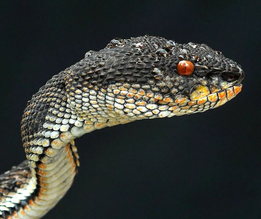 Meet Yan Hidayat, The Indonesian Photographer Who Takes Captivating Photos Of Small Reptiles (New Pics)