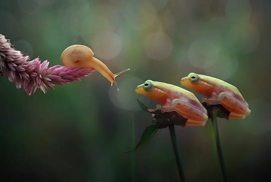 Meet Yan Hidayat, The Indonesian Photographer Who Takes Captivating Photos Of Small Reptiles (New Pics)