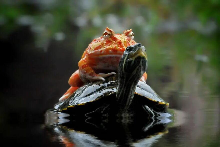 Meet Yan Hidayat, The Indonesian Photographer Who Takes Captivating Photos Of Small Reptiles (New Pics)