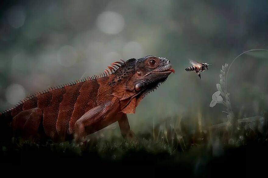 Meet Yan Hidayat, The Indonesian Photographer Who Takes Captivating Photos Of Small Reptiles (New Pics)