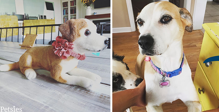 Owners Who Lost Their Pets Receive A Stuffed Clone Of Their Pet (52 New Pics)