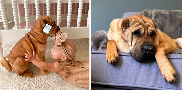 Owners Who Lost Their Pets Receive A Stuffed Clone Of Their Pet (52 New Pics)