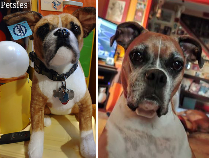 Owners Who Lost Their Pets Receive A Stuffed Clone Of Their Pet (52 New Pics)