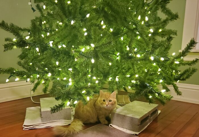 Snafu's First Christmas. We Wired Cinderblocks To The Tree's Base In Case Somebody Decided To Practice His Climbing Skills