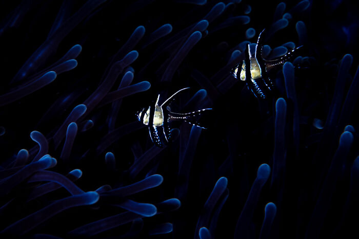 Category Underwater: Highly Commended, "Dancing In The Moonlight" By Andrea Michelutti, Itlay