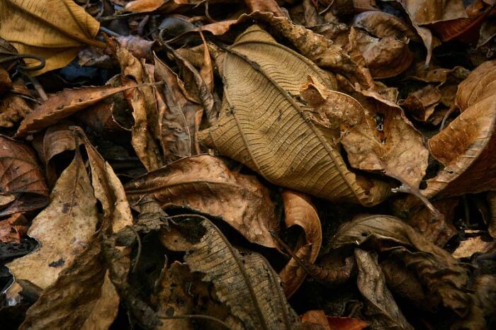 Category Other Animals: Highly Commended, "Invisible Brookesia" By Petr Bambousek, Czech Republic