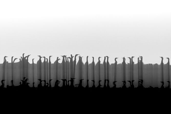 Category Birds: Runner-Up, "Long Necks" By Zakariya Omran, Bahrain