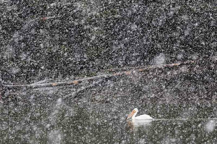 Category Animals Portraits: Highly Commended, "Pelican Storm" By Alessandro Beconi, Italy