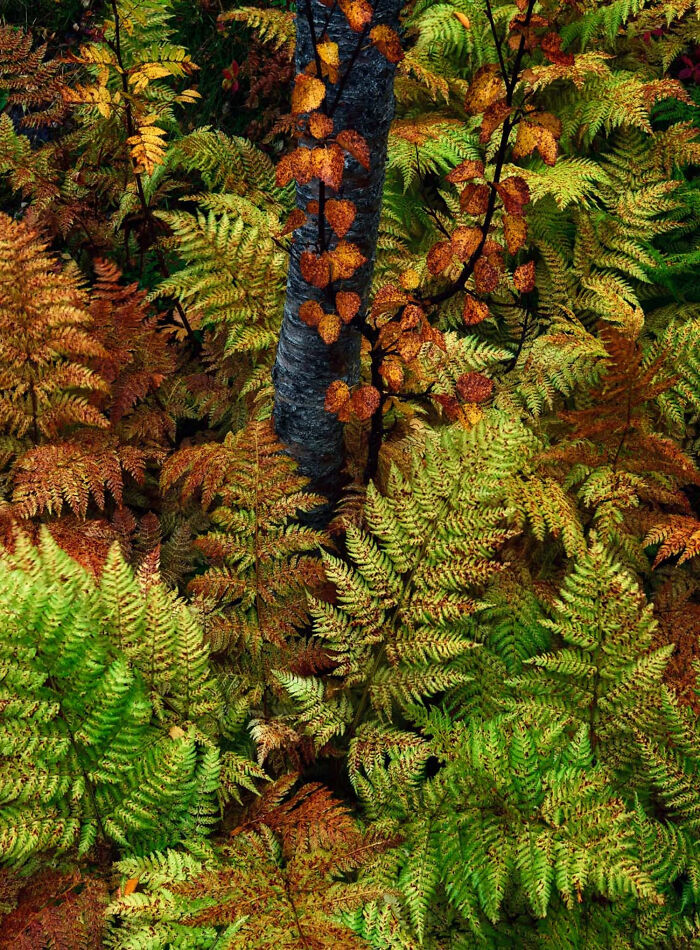 Plants And Fungi, Finalist: A Little Piece Of Autumn By César Llaneza Rodríguez, Spain