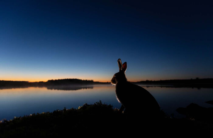 Mammals, Runner Up: Calm As A Millpond By Ilkka Niskanen, Finland