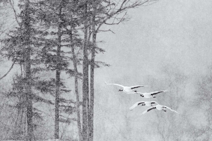 Birds, Finalist: Red-Crowned Cranes In Snow By Markus Varesvuo, Finland