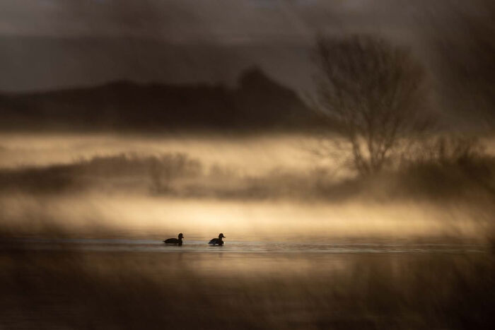 Birds, Finalist: Misty Morning By Grzegorz Długosz, Poland