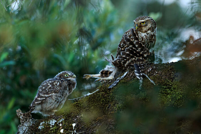 Birds, Finalist: Cannibalism By Andrés Miguel Domínguez, Spain