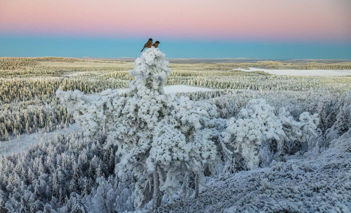 Birds, Finalist: Siberian Jays In Pastel By Anna Välimäki, Finland