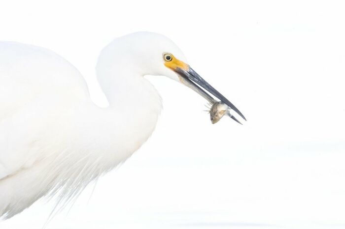 Bird Behavior: "High Key Catch" By Aaron Diss (Shortlist)