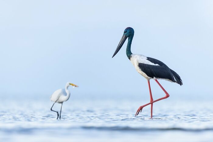 Wading Birds Of The Australian Floodplains: "David And Goliath" By David Stowe (Shortlist)