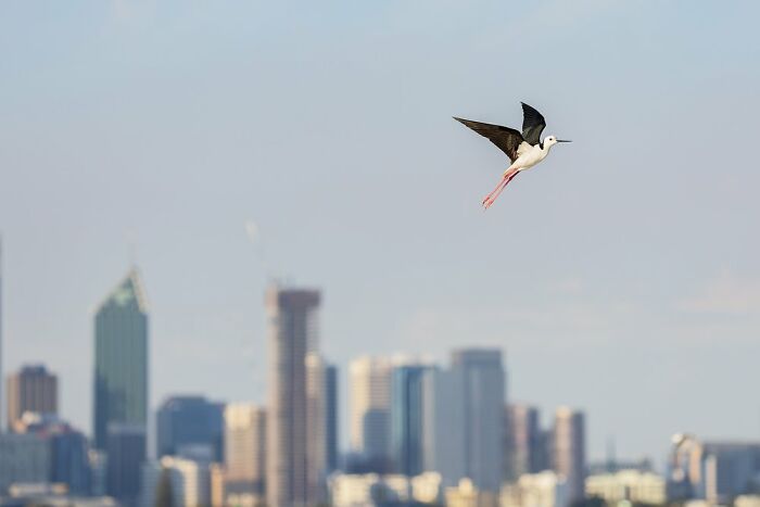 Human Impact: "Escaping The Skyscrapers" By Nathan Watson (Shortlist)