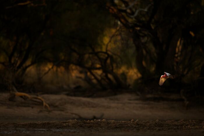 Birds In Flight: "Galah And The Lagoon" By Mitchell Roberts (Shortlist)