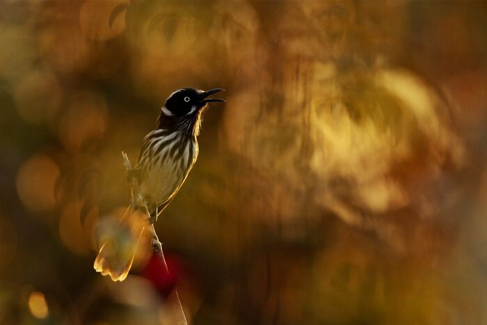 Backyard Birds: "Garden Serenade" By Nathan Watson (Shortlist)