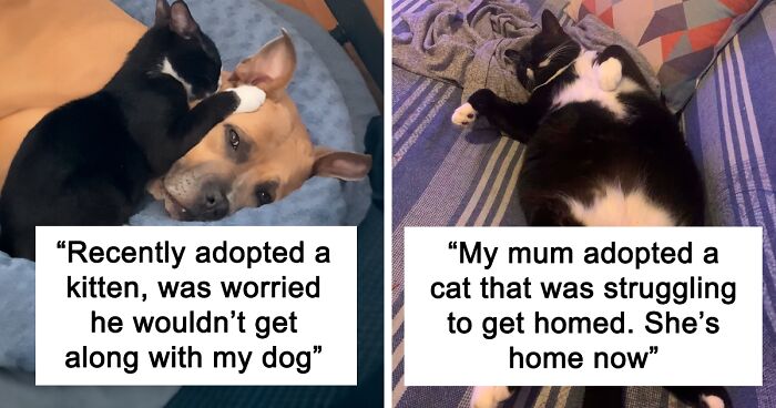 64 Pets Who Are So Happy To Finally Be Adopted (November Edition)