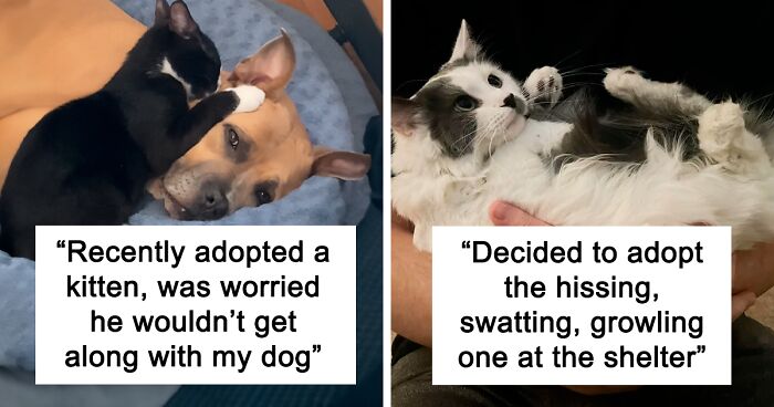 64 Adorable Pets Feeling At Home After Getting Adopted (November Edition)