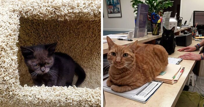 This Black Cat With Dwarfism Lives A Full Life With Free Medical Care At His New Home, An Animal Clinic