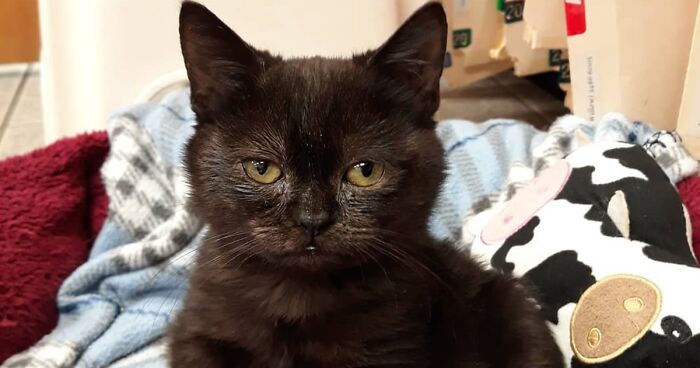 An Animal Clinic That Adopted This Black Cat, Realized He Wouldn’t Grow Much Due To Dwarfism