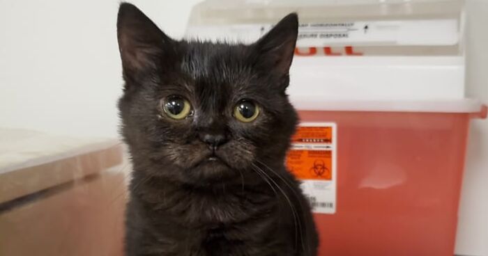 An Animal Clinic That Adopted This Black Cat, Realized He Wouldn’t Grow Much Due To Dwarfism