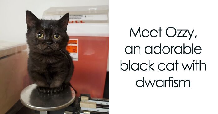 This Animal Clinic Adopted A Black Cat With Dwarfism Where He Is Well Taken Care Of For Free