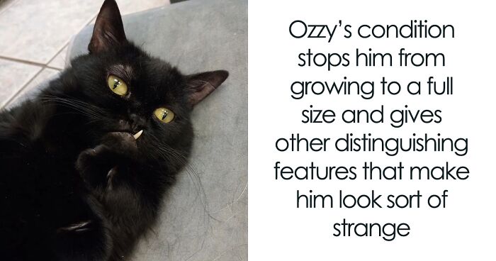 An Animal Clinic That Adopted This Black Cat, Realized He Wouldn’t Grow Much Due To Dwarfism