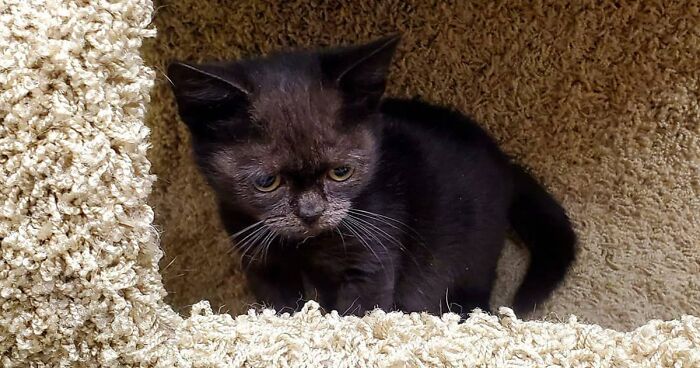 Adorable Black Cat With Dwarfism Made A Home In An Animal Clinic