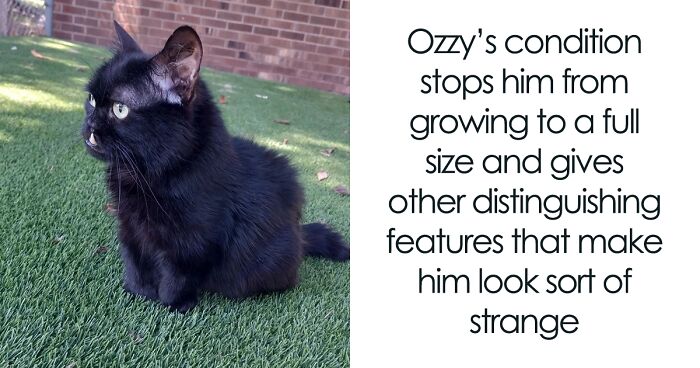 Weird-Looking Cat Got Adopted By An Animal Clinic Where They Realized That He Has Dwarfism