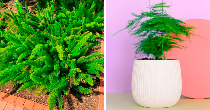 Caring for Asparagus Fern: Tips for a Thriving Indoor Plant