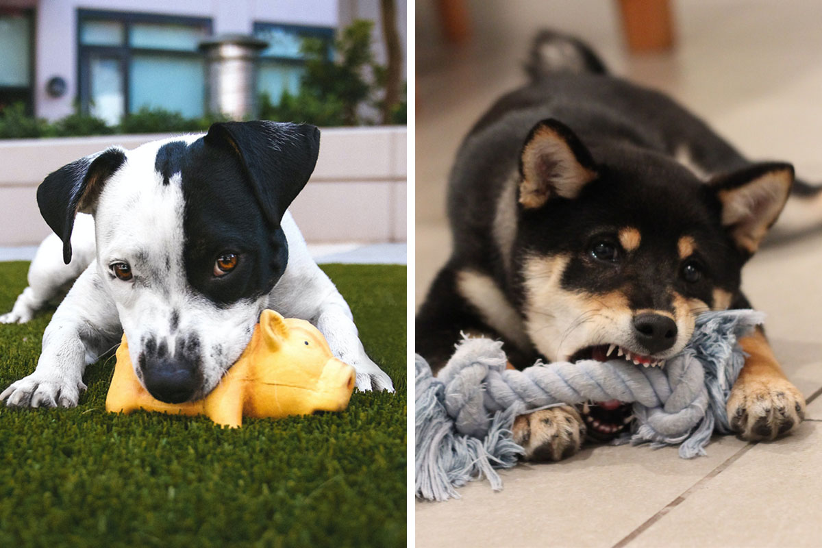 The 20 Best Puzzle Toys That Actually Help Bored Dogs