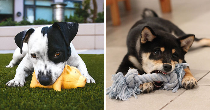 The 20 Best Dog Toys for Boredom (Vet Recommendations)