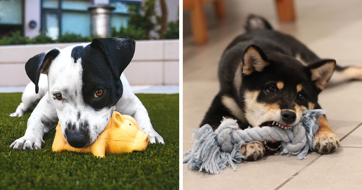 DIY Cognitive Dog Toys For When You're Stuck At Home