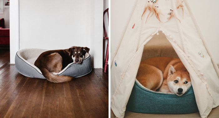 Black Friday Dog Bed Deals for 2023