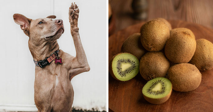 Can Dogs Eat Kiwi? Pros and Cons