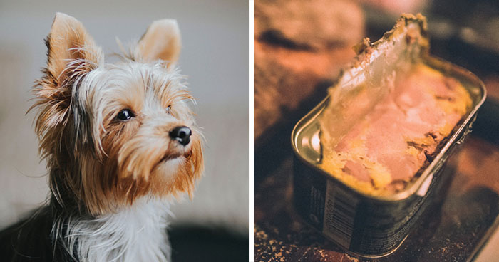 Can Dogs Eat Liver: All the Benefits Explained