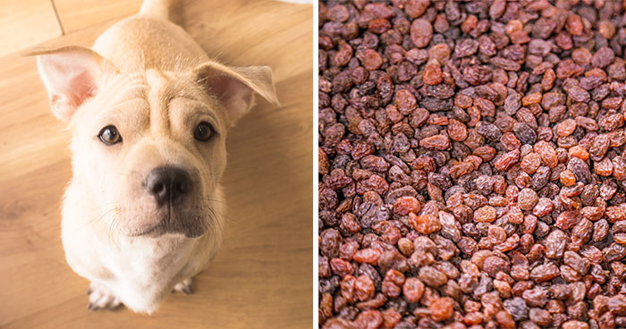 Can Dogs Eat Raisins and Grapes?