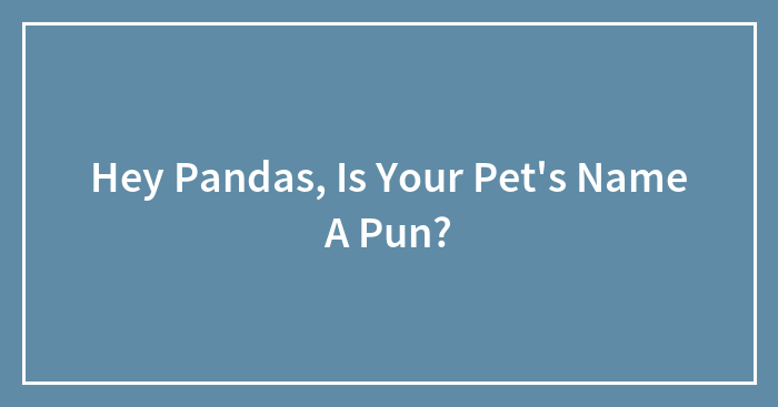 Hey Pandas, Is Your Pet’s Name A Pun? (Closed)