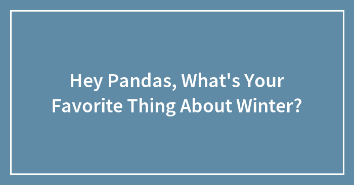 Hey Pandas, What’s Your Favorite Thing About Winter?