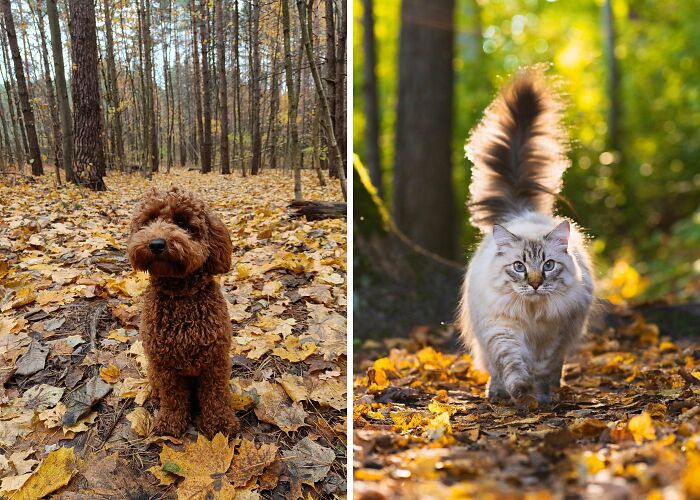 Hey Pandas, Share Photos Of Your Pets Playing In Autumn Leaves (Closed)