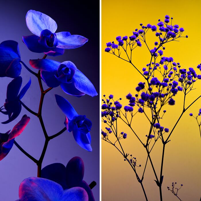 I Used Controversial Videos To Light These Unique Pictures Of Flowers