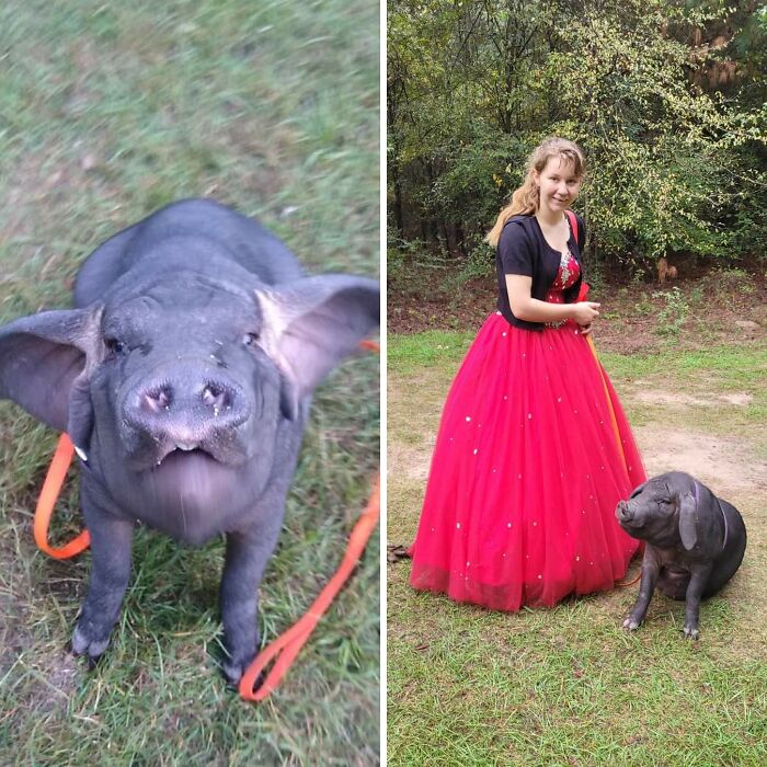 Meet Pudding, A Meishan Pig Who Became A Pet For Her Handler